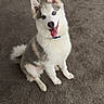 dog, husky, puppy, blue_eyes, sitting, carpet, indoor, pet, canine, fur, tongue_out, ears_up, animal, cute, friendly, playful, collar, smiling, domestic, companion