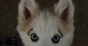 Mufasa joined the competition — help win amazing prizes! dog, husky, puppy, blue_eyes, fluffy, ears, carpet, pet, animal, cute, looking_up, indoor, chew_stick, white_fur, light_brown_fur, close_up, adorable, young_dog, canine, playful
