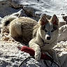 Mufasa is registered to the contest to win money with this photo: dog, husky, puppy, snow, toy, animal, pet, playful, outdoor, winter, fur, leash, collar, cute, lying_down, bright_eyes, fluffy, nature, cold, daylight