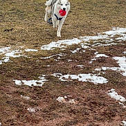 Mufasa is registered to the contest to win money with this photo: dog, husky, ball, snow, field, grass, person, fence, playground, blue_jacket, outdoor, pet, animal, running, winter, daytime, play, happy, canine, fur