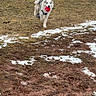 dog, husky, ball, snow, field, grass, person, fence, playground, blue_jacket, outdoor, pet, animal, running, winter, daytime, play, happy, canine, fur