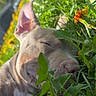 Gost participe au concours pour gagner de l'argent avec cette photo : animal, canine, closeup, dog, flowers, grass, greenery, leaf, nature, outdoor, peaceful, pet, puppy, relaxing, resting, sleeping, summer, sunlight, yellow_flower, young_dog