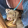 animal, brown, canine, casual, cute, denim, dog, floor, indoor, jeans, leash, legs, looking_up, metal, pet, puppy, shoe, table, wood, young_dog