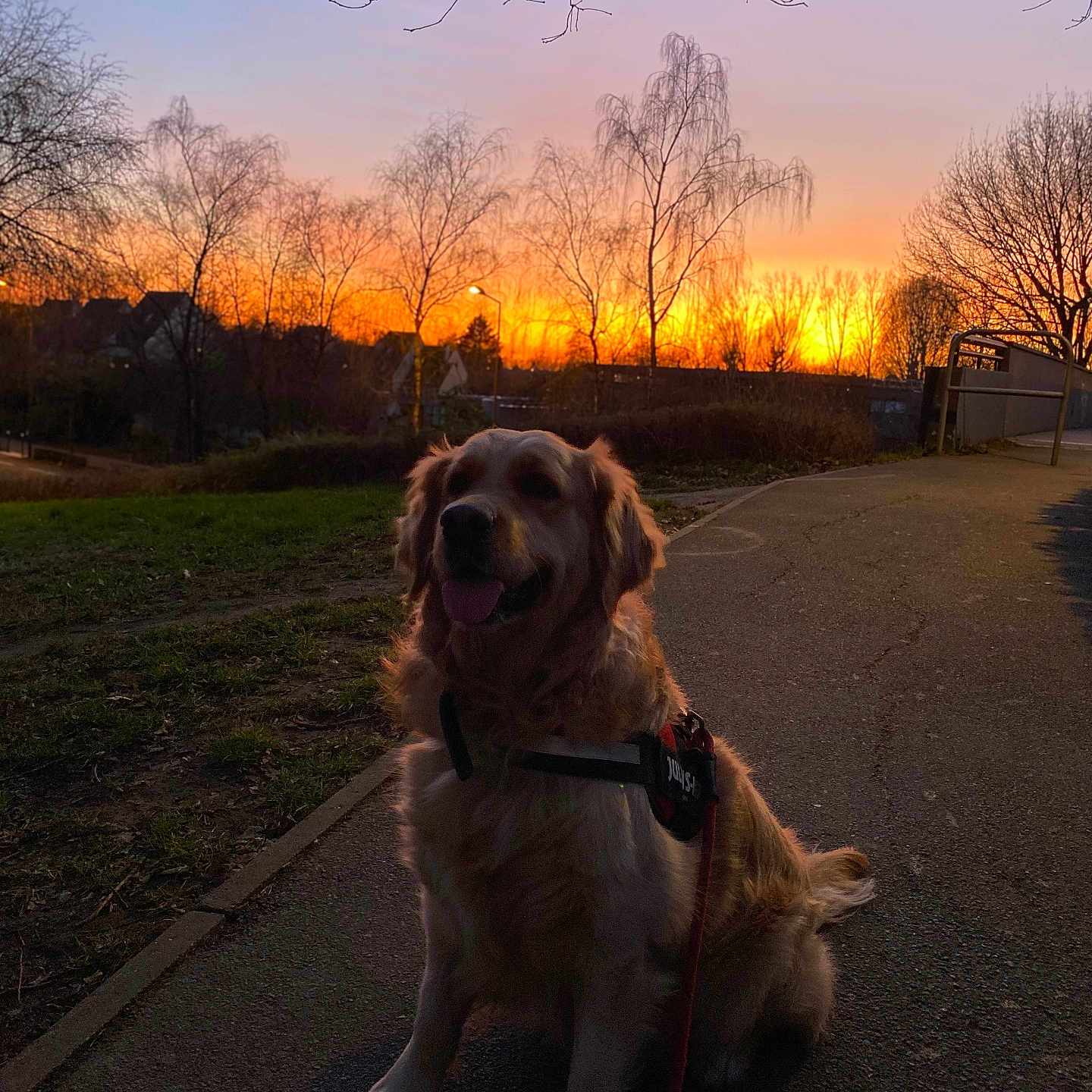 Nala