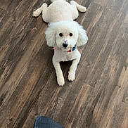 Curly is registered to the contest to win money with this photo: bandana, calm, centered_subject, clothing_edge, cute, dog, flooring, groomed, hardwood_floor, home, indoor, looking_up, lying_down, paws, pet, poodle, portrait, shoe, tail, white_fur