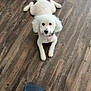 bandana, calm, centered_subject, clothing_edge, cute, dog, flooring, groomed, hardwood_floor, home, indoor, looking_up, lying_down, paws, pet, poodle, portrait, shoe, tail, white_fur