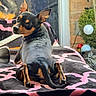 Nitro joined the competition — help win amazing prizes! dog, miniature, small_dog, black_and_tan, blanket, patterned_blanket, indoor, window, curious, looking_back, ears_up, pet, cozy, decorative_lights, plant, reflection, resting, fur, animal, companion