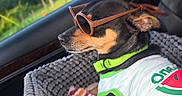 Nitro is registered to the contest to win money with this photo: dog, sunglasses, car_seat, pet_clothing, dog_collar, blanket, car_interior, window, greenery, sunlight, relaxed, side_profile, small_dog, seatbelt, fabric_texture, daytime, cute, animal, travel, accessory