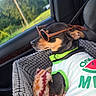 dog, sunglasses, car_seat, pet_clothing, dog_collar, blanket, car_interior, window, greenery, sunlight, relaxed, side_profile, small_dog, seatbelt, fabric_texture, daytime, cute, animal, travel, accessory