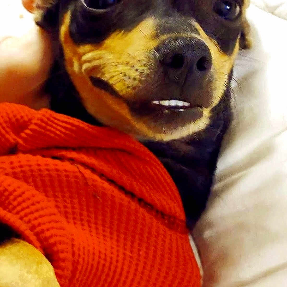 Nitro