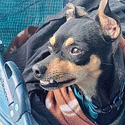 Nitro is registered to the contest to win money with this photo: dog, small_dog, black_and_tan, collar, blanket, stroller, close_up, pet, canine, fur, ears, snout, teeth, looking_away, indoors, fabric, mesh, blue, brown, cozy