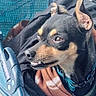 dog, small_dog, black_and_tan, collar, blanket, stroller, close_up, pet, canine, fur, ears, snout, teeth, looking_away, indoors, fabric, mesh, blue, brown, cozy
