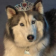 Cheese Dog is registered to the contest to win money with this photo: dog, husky, tiara, pet, animal, fur, blue_eyes, collar, indoor, portrait, cute, fluffy, face, ears, nose, looking_at_camera, accessory, royal, adorable, mammal