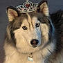 dog, husky, tiara, pet, animal, fur, blue_eyes, collar, indoor, portrait, cute, fluffy, face, ears, nose, looking_at_camera, accessory, royal, adorable, mammal