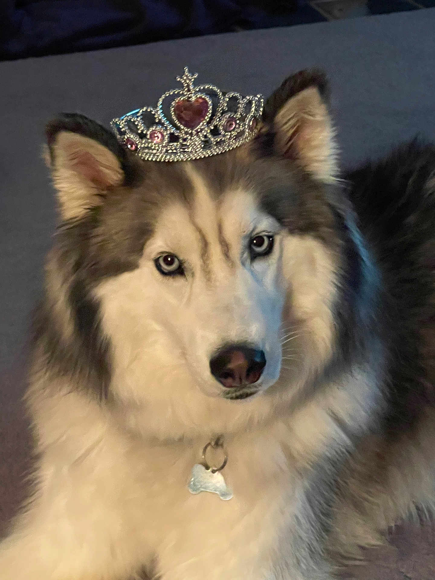 Cheese Dog is registered to the contest to win money with this photo: dog, husky, tiara, pet, animal, fur, blue_eyes, collar, indoor, portrait, cute, fluffy, face, ears, nose, looking_at_camera, accessory, royal, adorable, mammal