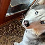 dog, siberian_husky, blue_eyes, carpet, indoor, door, glass, reflection, pet, animal, fur, close_up, curious, white, gray, black, paw, nose, whiskers, house