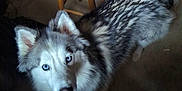 Denali joined the competition — help win amazing prizes! dog, husky, blue_eyes, indoor, wooden_stool, clothing, floor, pet, animal, fur, curious, looking_up, mammal, domestic_animal, household, companion, portrait, furniture, canine, light_and_shadow