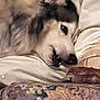 dog, resting, pillow, couch, floral_pattern, indoor, fur, pet, relaxed, canine, closeup, head, snout, ears, comfortable, home, domestic, animal, sleepy, soft