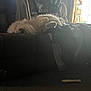 dog, couch, indoor, pet, sleeping, fluffy, white, blanket, carpet, bone, window, curtains, relaxing, cozy, fur, household, furniture, resting, domestic_animal, living_room