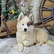 Aïka a rejoint le concours — aidez-le/la à gagner de superbes lots ! puppy, dog, husky, blue_eyes, fluffy, fur, rug, wooden_cart, greenery, flowers, decor, clock, vintage, cozy, indoor, pet, animal, resting, cute, portrait