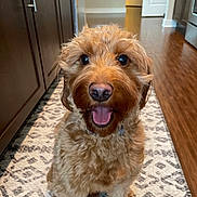 Axel joined the competition — help win amazing prizes! dog, brown_fur, curly_fur, happy, smiling, pet, indoor, kitchen, floor_rug, wooden_floor, cabinet, appliance, tongue_out, close_up, sitting, animal, domestic, cute, friendly, portrait