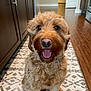 dog, brown_fur, curly_fur, happy, smiling, pet, indoor, kitchen, floor_rug, wooden_floor, cabinet, appliance, tongue_out, close_up, sitting, animal, domestic, cute, friendly, portrait