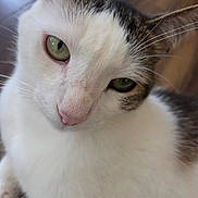 Ziggy joined the competition — help win amazing prizes! animal, calm, cat, close_up, curious, cute, domestic_cat, face, fur, green_eyes, head, indoor, mammal, pet, pink_nose, portrait, soft_texture, tabby, whiskers, white_fur