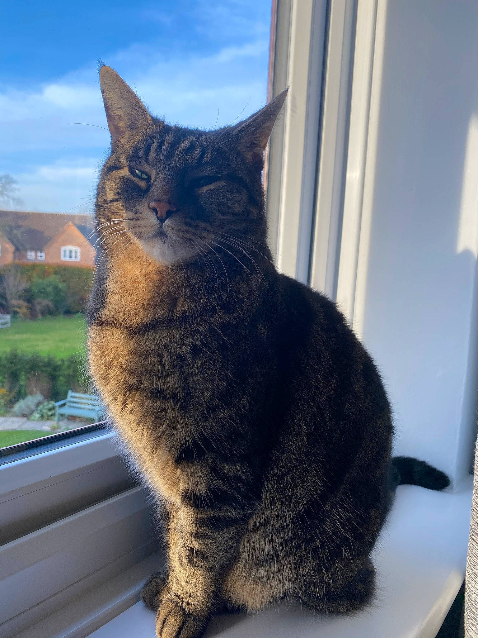 Kaspar joined the competition — help win amazing prizes! carnivore, cat, cloud, domestic_short_haired_cat, felidae, fur, grey, paw, plant, sitting, sky, small_to_medium_sized_cats, snout, tail, terrestrial_animal, tree, whiskers, window, windshield, wood