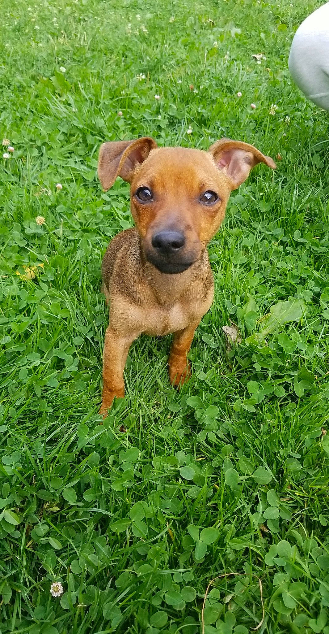 Foxy a rejoint le concours — aidez-le/la à gagner de superbes lots ! canidae, carnivore, companion_dog, dog, dog_breed, fawn, grass, grass_family, grassland, groundcover, hunting_dog, liver, plant, snout, sporting_group, terrestrial_animal, terrestrial_plant, whiskers, working_animal