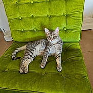 Ozzy participe au concours pour gagner de l'argent avec cette photo : cat, tabby, indoor, green_chair, furniture, pet, animal, resting, curious, relaxed, striped, cozy, living_room, floor, domestic, cute, small, seated, whiskers, ears