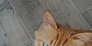 Roukci a rejoint le concours — aidez-le/la à gagner de superbes lots ! animal, cat, close_up, curious, cute, domestic_cat, ears, feline, floor, fur, ginger_cat, green_eyes, indoor, lying_down, mammal, paw, pet, portrait, whiskers, wooden_floor