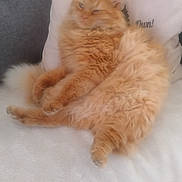 Roukci participe au concours pour gagner de l'argent avec cette photo : cat, orange_cat, fluffy, feline, pet, indoor, cushion, white_blanket, relaxed, cozy, fur, animal, home, resting, cute, soft_texture, comfort, sleepy, domestic_cat, living_room