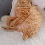 cat, orange_cat, fluffy, feline, pet, indoor, cushion, white_blanket, relaxed, cozy, fur, animal, home, resting, cute, soft_texture, comfort, sleepy, domestic_cat, living_room