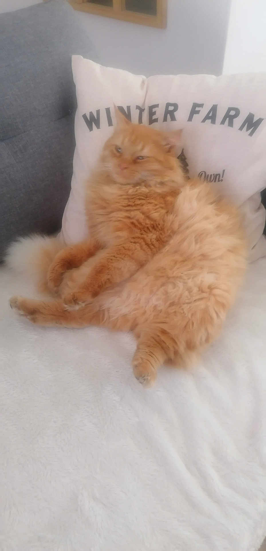 Roukci participe au concours pour gagner de l'argent avec cette photo : cat, orange_cat, fluffy, feline, pet, indoor, cushion, white_blanket, relaxed, cozy, fur, animal, home, resting, cute, soft_texture, comfort, sleepy, domestic_cat, living_room