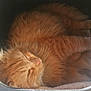 Roukci participe au concours pour gagner de l'argent avec cette photo : animal, cat, cozy, cute, domestic_cat, feline, fluffy, fur, home, indoor, nap, orange_cat, paws, pet_carrier, relaxing, resting, sleepy, soft, sunlight, whiskers