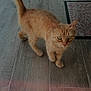 animal, bucket, cat, curious, domestic, ears, feline, floor, fur, household, indoor, looking, mammal, mat, orange_tabby, pet, tail_up, tile_floor, walking, whiskers