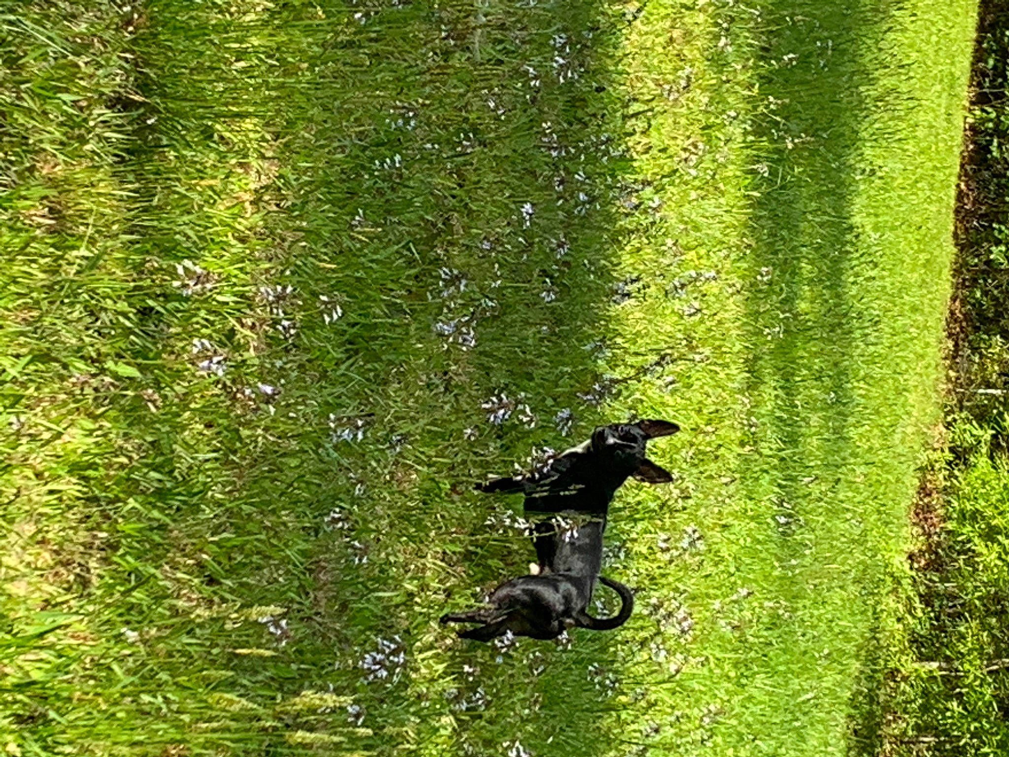 Tyrone joined the competition — help win amazing prizes! flowering_plant, forest, garden, grass, grassland, groundcover, lawn, natural_landscape, northern_hardwood_forest, people_in_nature, plant, plant_stem, shadow, shrub, temperate_broadleaf_and_mixed_forest, terrestrial_plant, tree, trunk, wheel, woodland