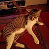 cat, tabby_cat, pet, animal, feline, striped_fur, white_chest, whiskers, ears, paws, collar, lying_down, relaxed, indoor, living_room, glass_table, red_carpet, television, laundry_basket, home