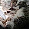 Kenzo a rejoint le concours — aidez-le/la à gagner de superbes lots ! cat, tabby_cat, white_cat, sleeping, curled_up, relaxed, bed, bedroom, blanket, sunlight, whiskers, pink_nose, paws, fur, collar, indoor, pet, nap, cozy, close_up