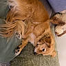 dog, small_dog, fluffy, golden_fur, long_ears, sleeping, lying_down, upside_down, relaxed, couch, sofa, cushion, blanket, indoor, home, cozy, pet, portrait, closeup, funny