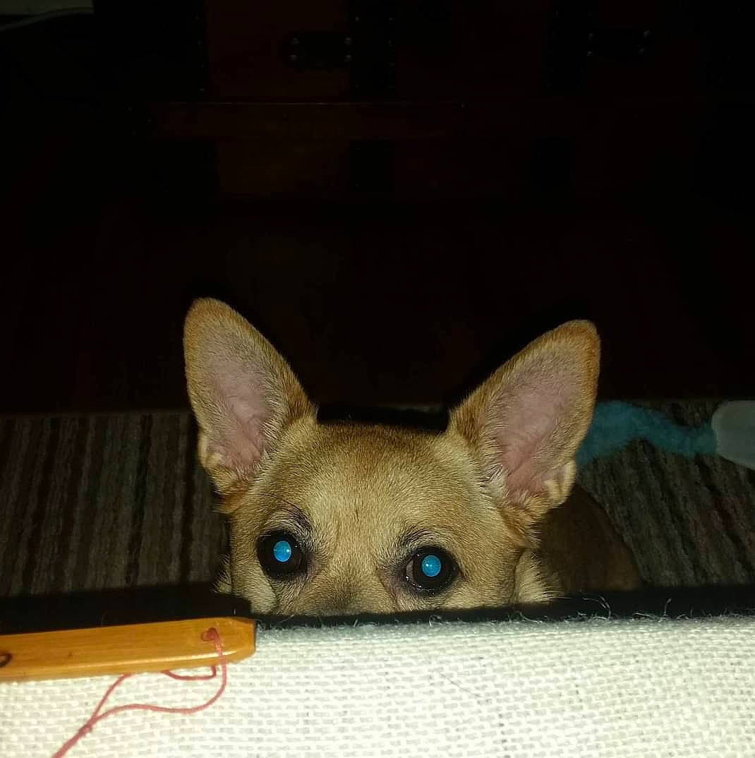 Sari is registered to the contest to win money with this photo: carnivore, comfort, ear, electronic_instrument, fawn, felidae, fur, head, small_to_medium_sized_cats, snout, tail, terrestrial_animal, whiskers, wood