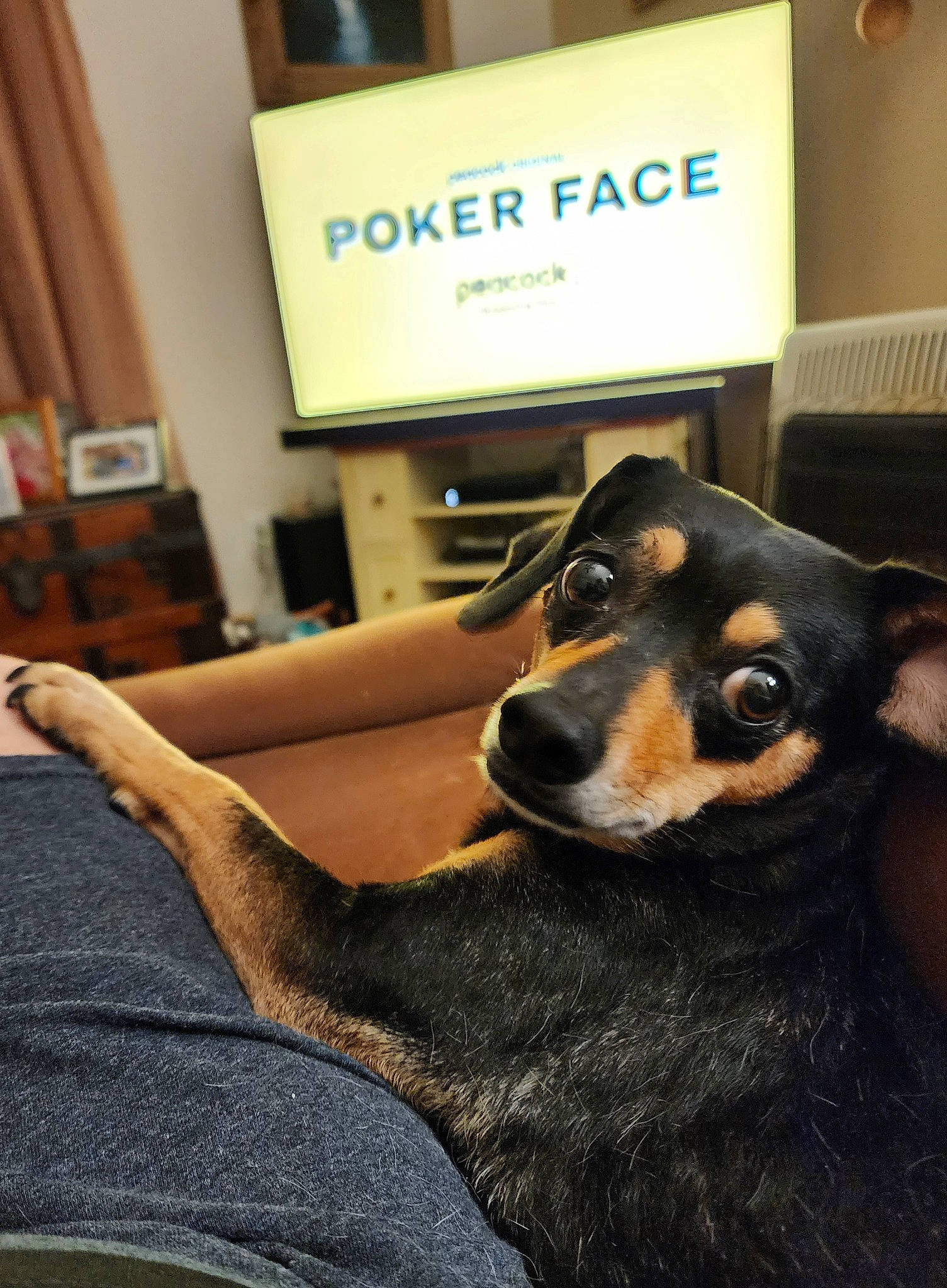 Chrissy joined the competition — help win amazing prizes! canidae, carnivore, comfort, companion_dog, couch, dog, dog_breed, ear, flooring, fur, guard_dog, sitting, snout, sporting_group, terrestrial_animal, whiskers, working_animal, working_dog