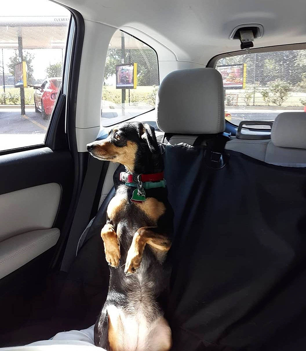 Chrissy is registered to the contest to win money with this photo: auto_part, automotive_design, automotive_exterior, car, car_seat, car_seat_cover, carnivore, comfort, companion_dog, dog, dog_breed, family_car, head_restraint, motor_vehicle, plant, vehicle, vehicle_door, window, windshield, working_animal