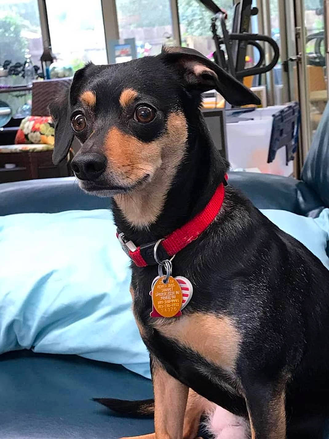 Chrissy is registered to the contest to win money with this photo: canidae, carnivore, collar, companion_dog, dog, dog_breed, dog_collar, dog_supply, fawn, guard_dog, leash, pet_supply, pinscher, sleeveless_shirt, snout, sporting_group, toy_dog, whiskers, working_animal, working_dog