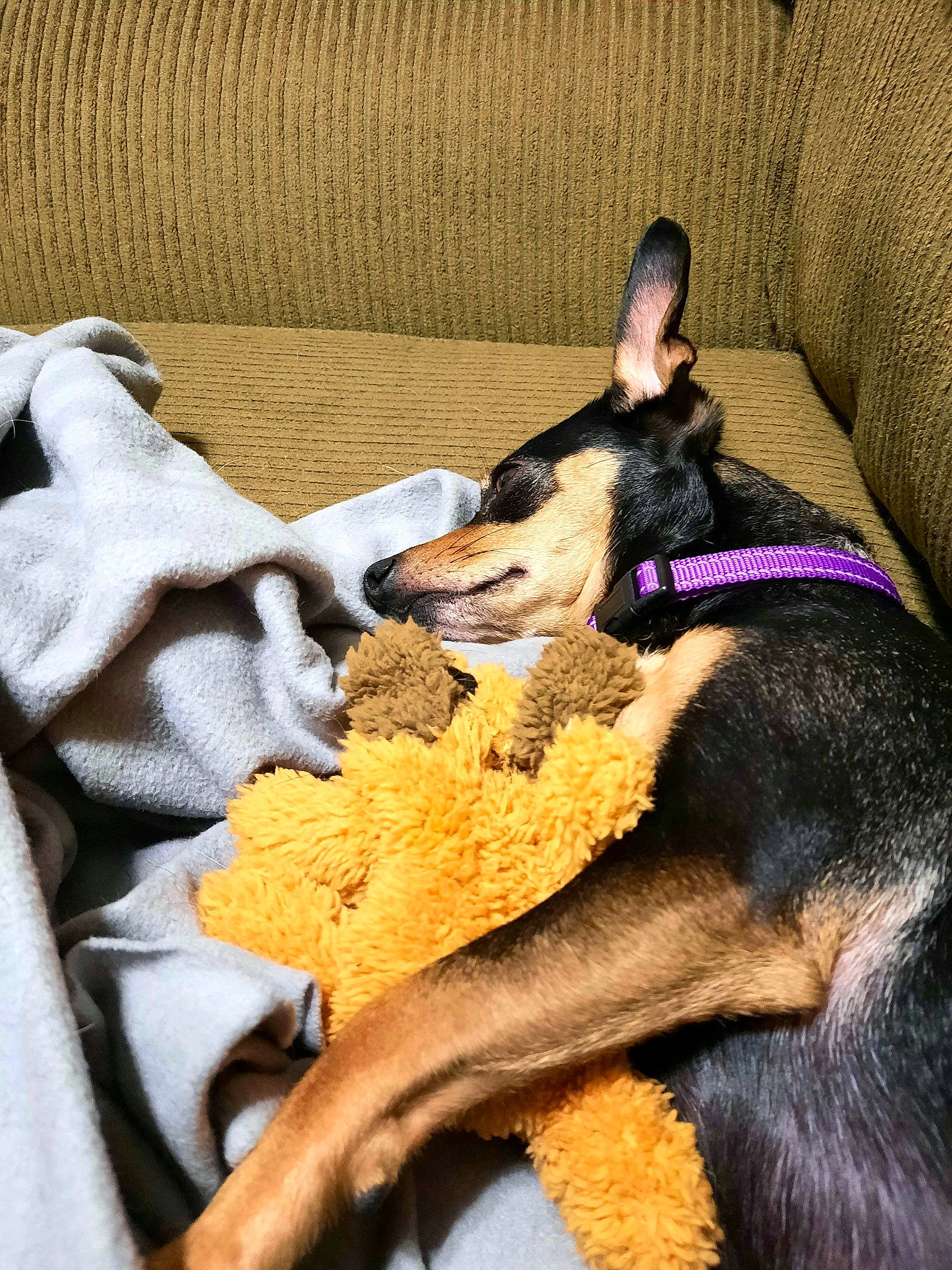 Chrissy is registered to the contest to win money with this photo: canidae, carnivore, comfort, companion_dog, dog, dog_breed, dog_supply, fawn, fur, guard_dog, linens, mammal, nap, paw, prazsky_krysarik, sleep, snout, sporting_group, toy_dog, working_animal