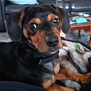 Rex is registered to the contest to win money with this photo: dog, pet, black_and_tan, close_up, indoor, blanket, couch, living_room, furniture, table, relaxing, canine, domestic_animal, fur, muzzle, collar, eyes, ears, paw, curious