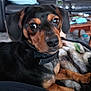 dog, pet, black_and_tan, close_up, indoor, blanket, couch, living_room, furniture, table, relaxing, canine, domestic_animal, fur, muzzle, collar, eyes, ears, paw, curious