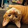 cat, ginger_cat, orange_fur, pet, animal, upside_down, close_up, portrait, face, eyes, ears, whiskers, indoor, home, couch, lying_down, relaxed, funny, cute, photography