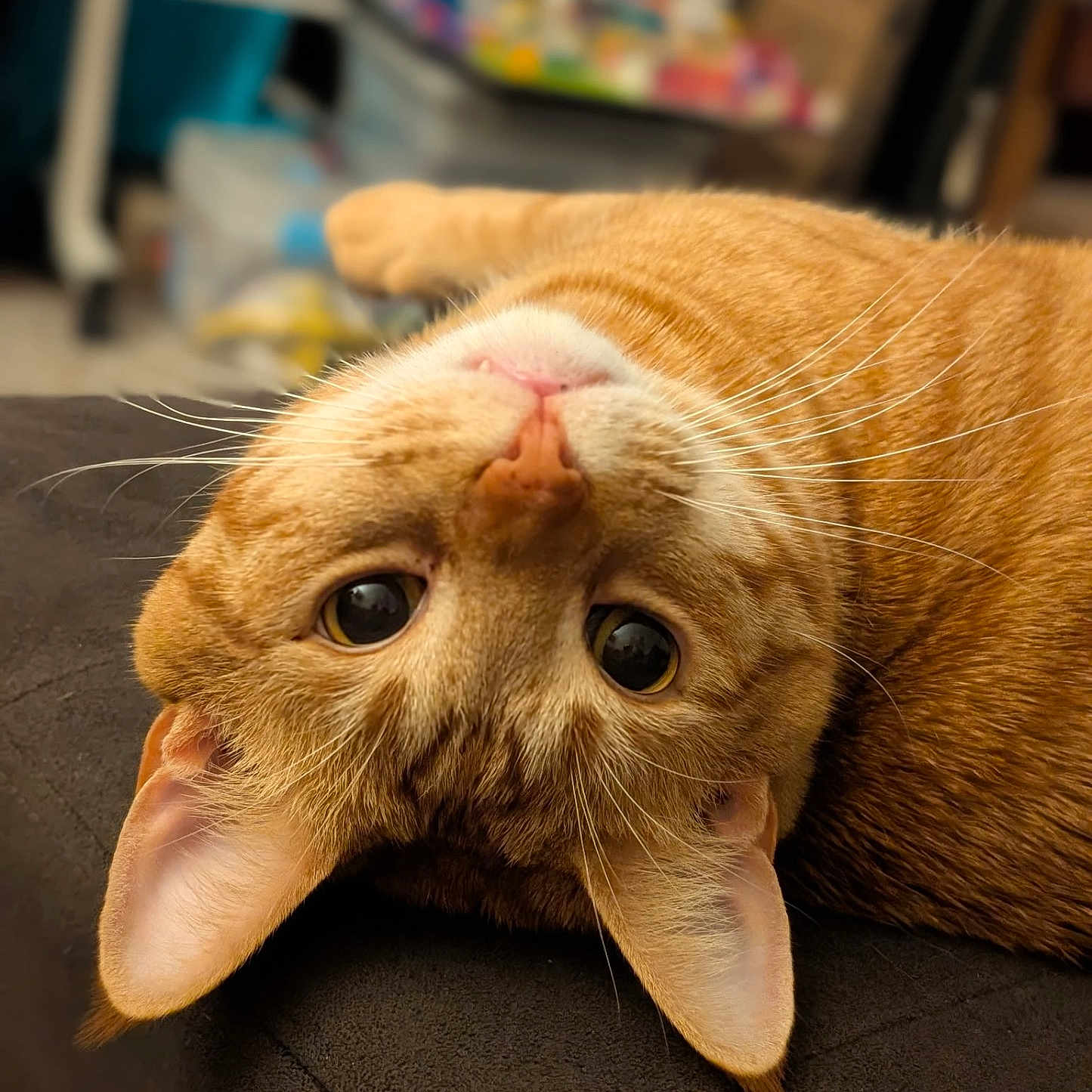 Leon is registered to the contest to win money with this photo: cat, ginger_cat, orange_fur, pet, animal, upside_down, close_up, portrait, face, eyes, ears, whiskers, indoor, home, couch, lying_down, relaxed, funny, cute, photography