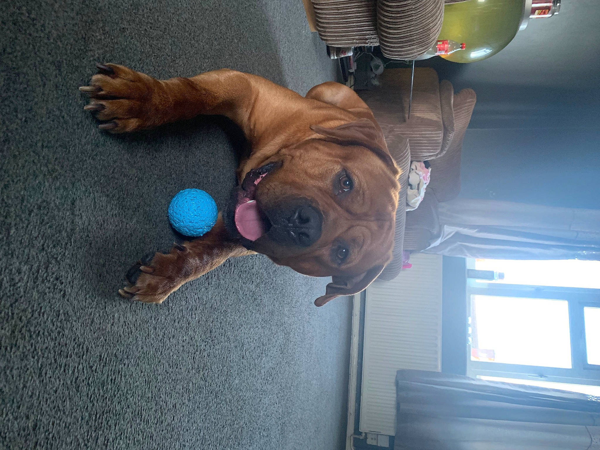 Hulk is registered to the contest to win money with this photo: asphalt, canidae, carnivore, collar, companion_dog, dog, dog_breed, dog_collar, fawn, flooring, leash, road_surface, snout, sporting_group, tail, toy_dog, vertebrate, window, working_animal, wrinkle